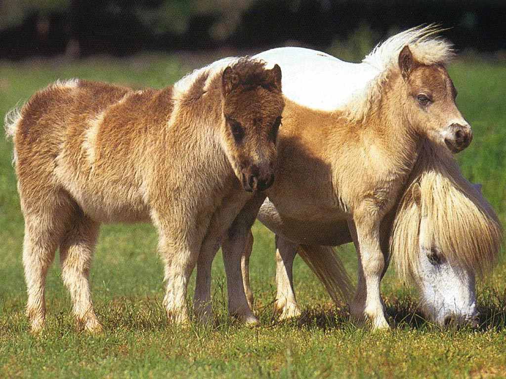 Старшие лошадки. Шетлендский пони с жеребенком. Жеребенок Фалабелла. Шетлендский пони. Мини Шетти порода лошадей.